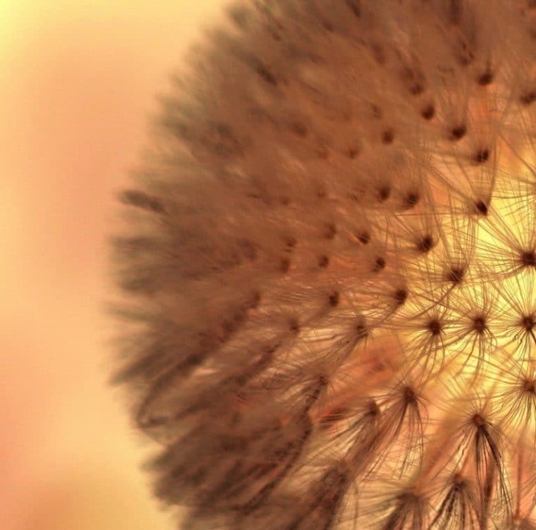 Asthma, asthma, allergies